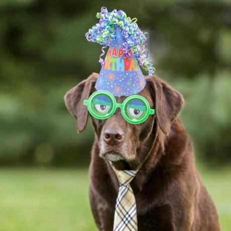 Chocolate Labrador iført grønne sjove briller og en fødselsdagshat