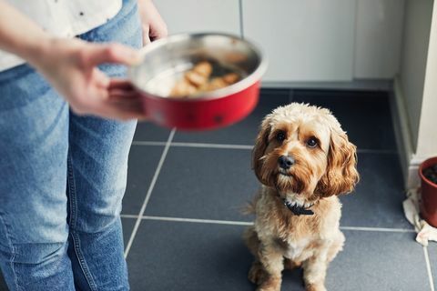 kvinde fodrer sin hund