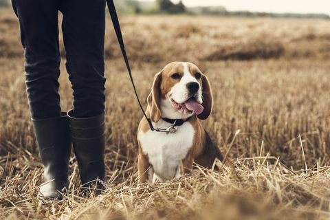 teenager dreng og hans hund går i marken