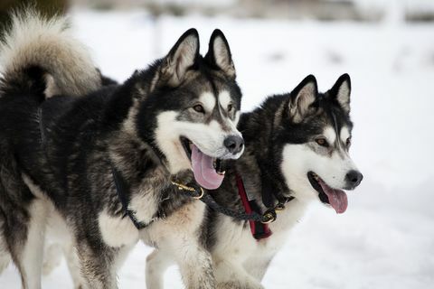 Bedste hunde race til løbere