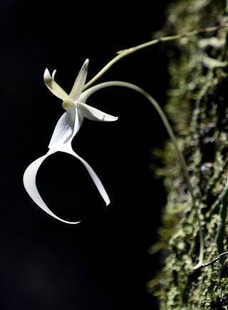 Storbritanniens mest truede planter afsløret - Ghost Orchid