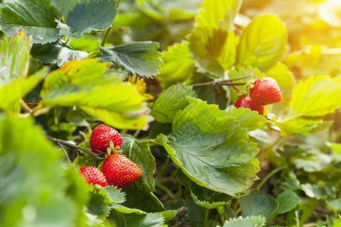 Modne jordbær og jordbærplante i haven