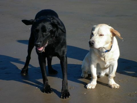 Stumpy Labrador