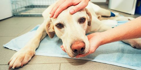 Veterinærer afslører den tragiske sandhed om, hvad vores kæledyr gør i deres sidste øjeblikke - at sætte kæledyr i søvn