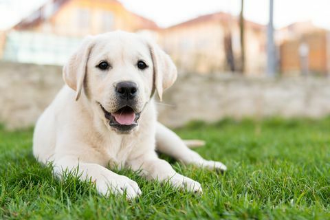 labrador retriever sidder på græs