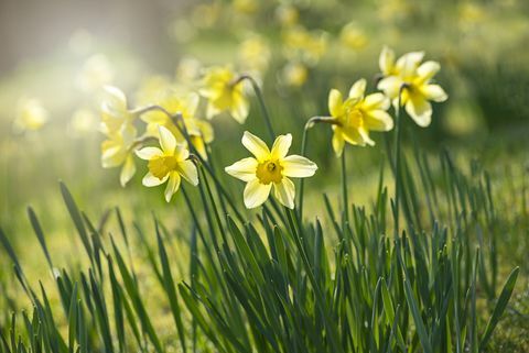 Forår gule påskeliljer - Narcissus blomster baggrundsbelyst af diset solskin