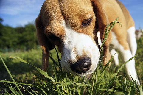 Beagle spiser græs