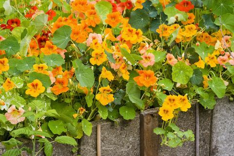 nasturtiums - orange blomster