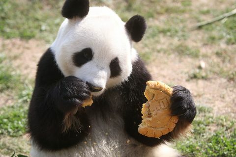 panda spiser mooncake