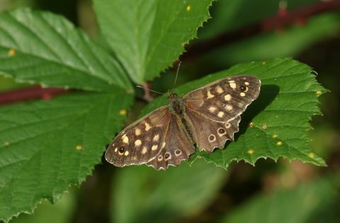 en smuk flekket træ sommerfugl, pararge aegeria, siddepinde på et blad i en skov glide i Storbritannien