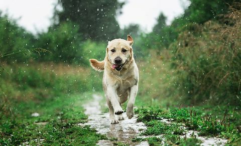 sjov hund leger under regndråber på landet