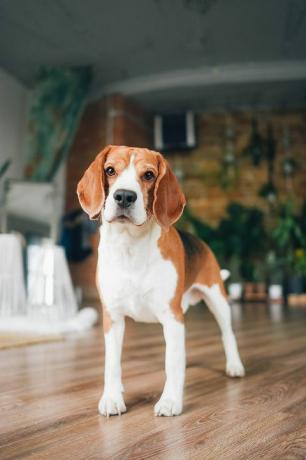 portræt af en beaglehund med et legende humør