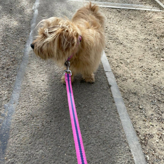 Hundebly i Pink og Navy Stripe