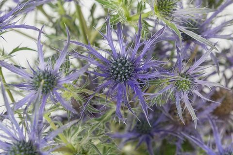Eryngium 'Blue Waves' - Chelsea Flower Show - årets anlægsplante 2018