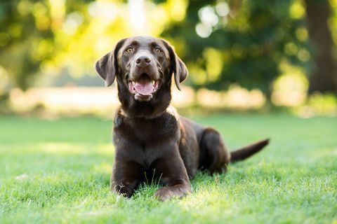 Chokolade Labrador Hunden lægger på græs udendørs