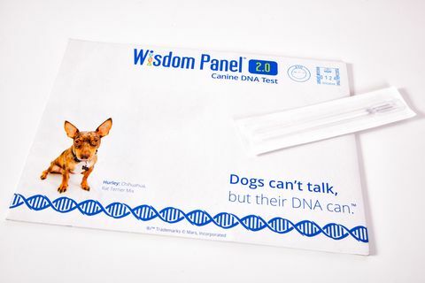 Visdomspanel hund-DNA-sæt, RRP £ 75