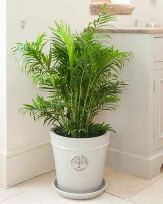 Areca Palm i Grow Pot