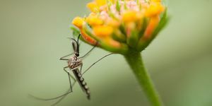 hvordan man slipper af med myg i haver