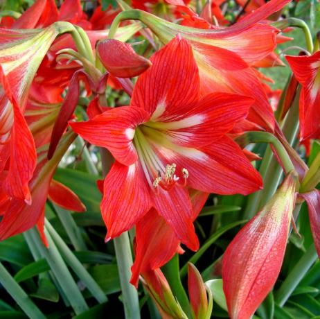 Røde Amaryllis blomster i haven