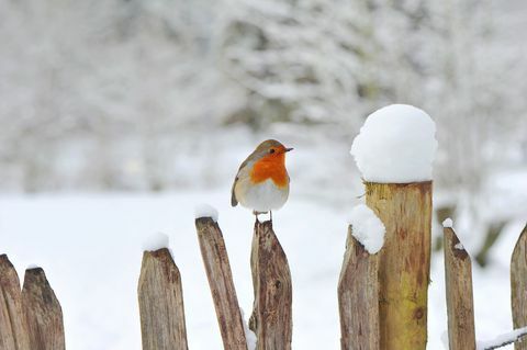 Europæiske Robin, Erithacus rubecula eller Robin Red bryst hviler på et træhegn i sneen