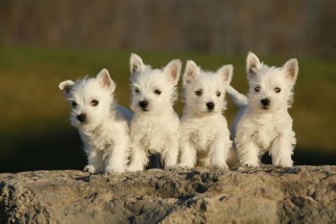 West highland terrier hvalpe