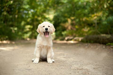 labrador hvalp siddende på en skovsti