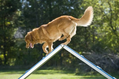 Retriever på toppen af ​​A-frame