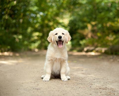 labrador-hvalp sidder på en skovsti