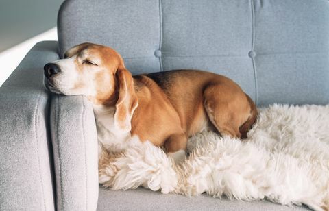 beagle sover på en hyggelig sofa