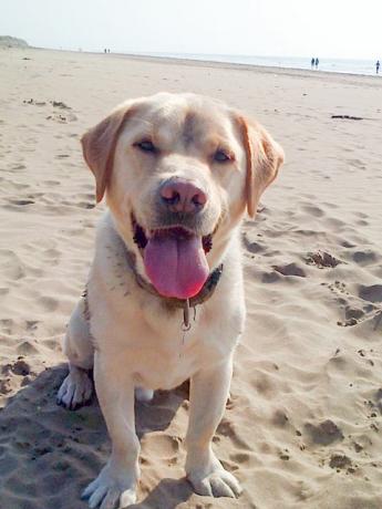 Stubbe Labrador på stranden