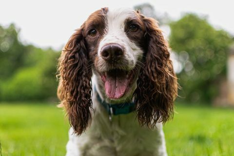 tæt på portræt af en hund