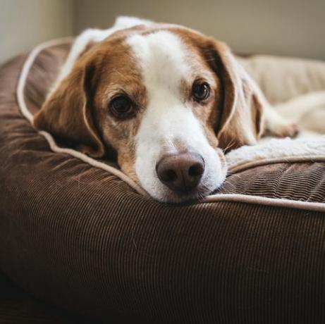 det ene rum, din hund ikke bør efterlades alene i, ifølge en ny undersøgelse