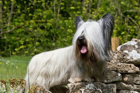 skye terrier hund