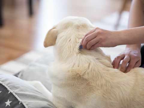 hundedråber fra lopper og flåter taget via mellemformat kamera