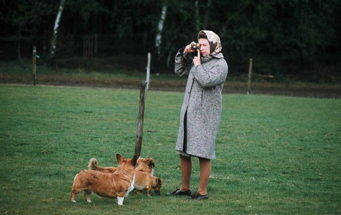 Windsor, Det Forenede Kongerige Dronning Elizabeth II fotograferer sin corgis i Windsor Park i 1960 i Windsor, England foto af anwar husseingetty billeder