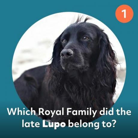 lupo royal familie hund