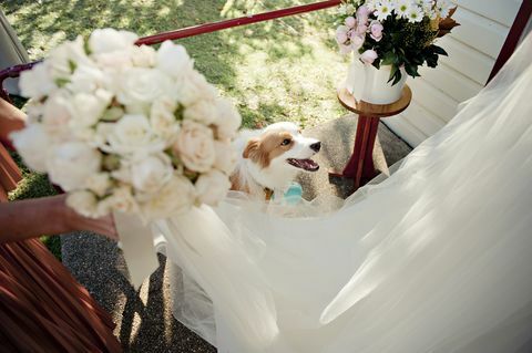 Hund ved bryllupsreception