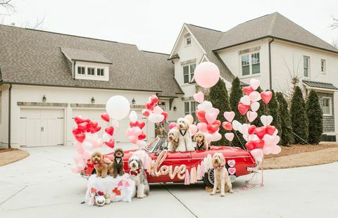 den doodle squad hunde valentines day