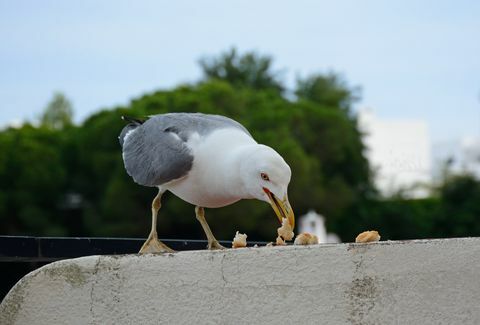 Måge spiser brød, Albufeira, Portugal.