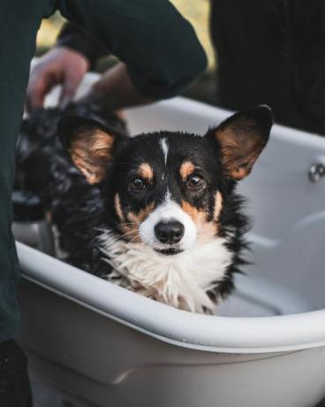 midsektion af mand badende pembroke welsh corgi i badekar