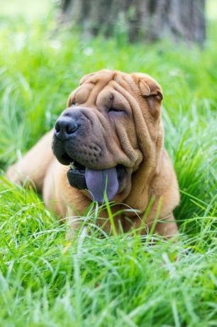 lille sharpei hvalp