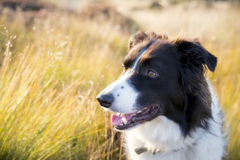 border collie udendørs i gylden sommer sollys