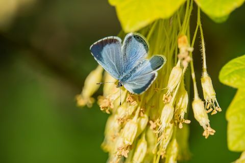 hulsteblå sommerfugl på ahornblomster i foråret