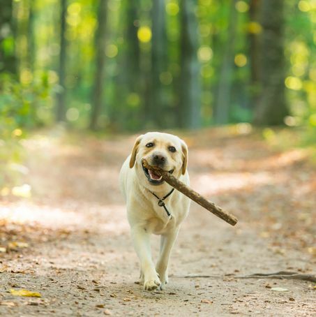 nærbillede af en gul labrador retriever hund, der bærer en pind i skoven