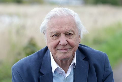 Sir David Attenborough foto