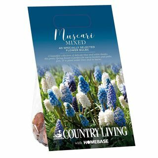 Country Living Muscari blandede blomsterløg