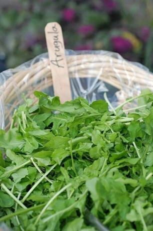 frisk arugula til salg på landmændsmarkedet