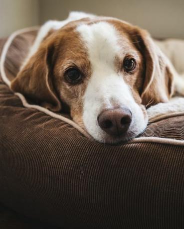 nærbillede portræt af hund liggende