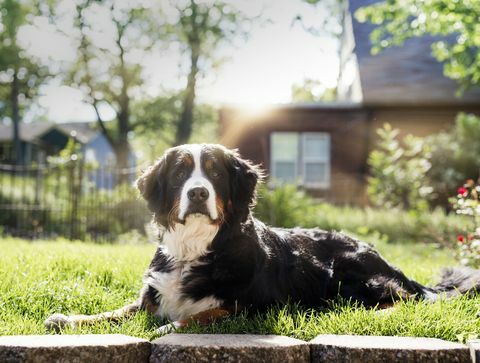 en kongelig berneserbjerghund sidder i solen