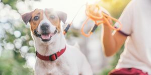 glad glad og legesyg jack russell hund slapper af og hviler på gresshaven i parken udendørs og udenfor på sommerferien